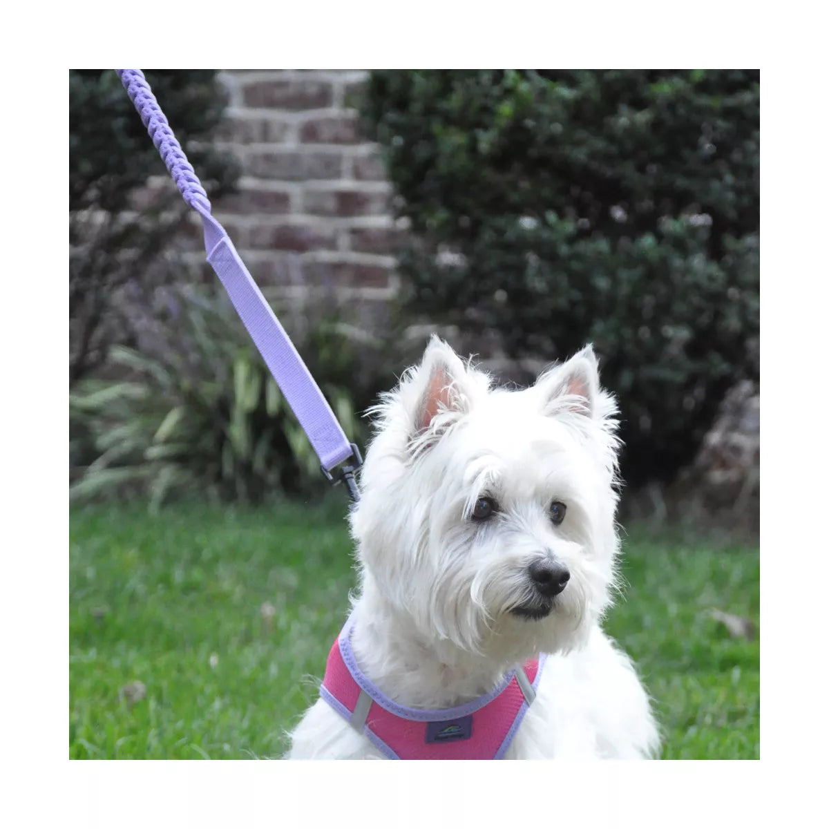 Doggie Design Soft Pull Traffic Dog Leash - Black