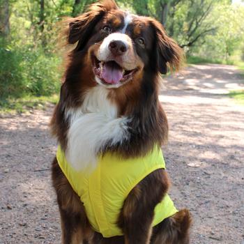 Packable Dog Raincoat