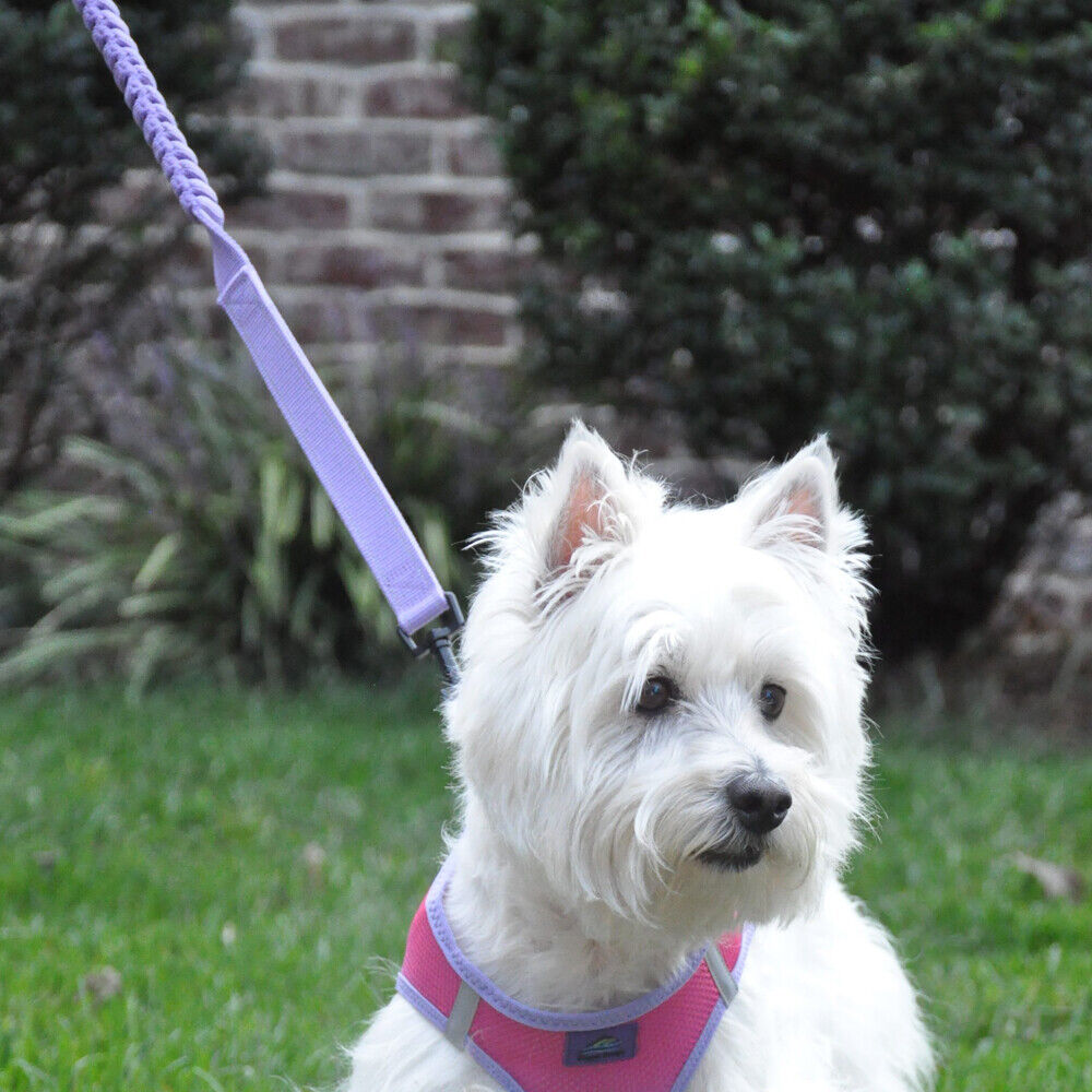 Soft Pull Traffic Dog Leash Doggie Design Purple