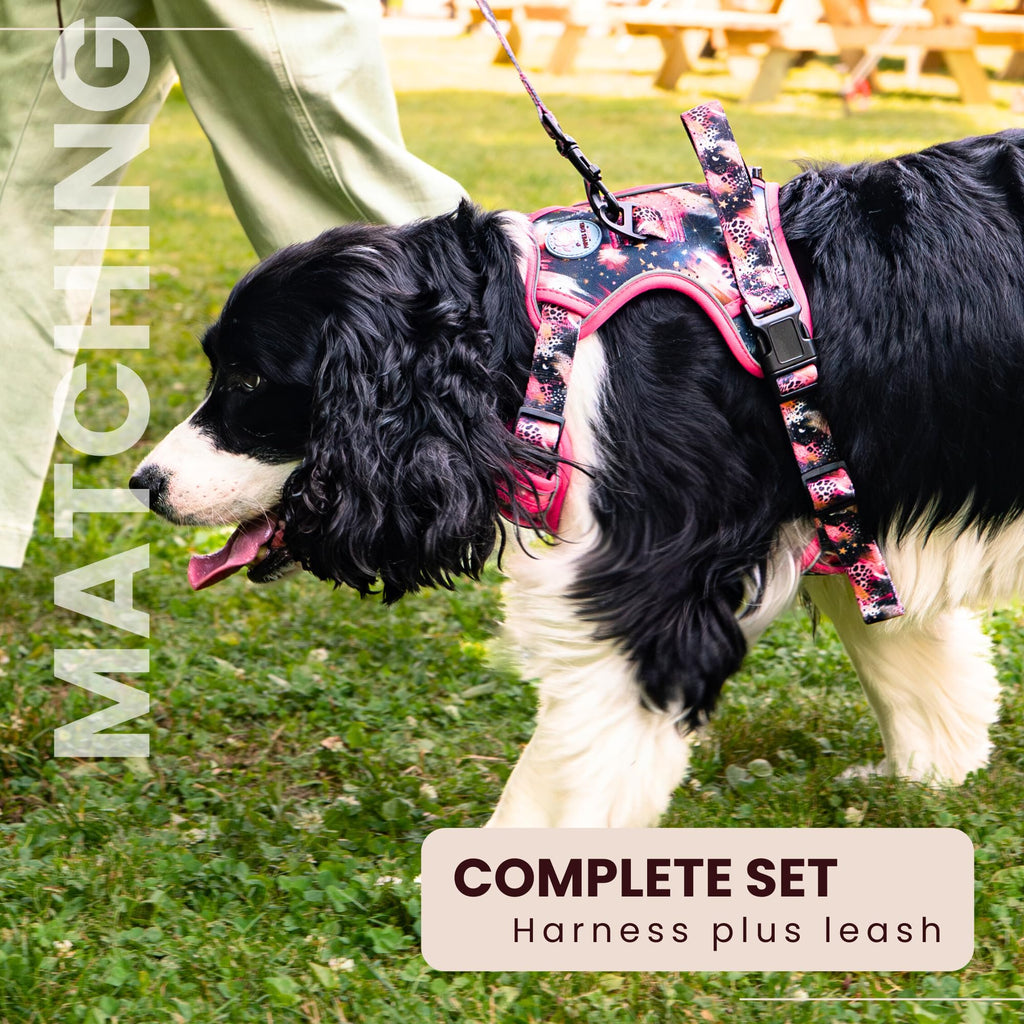 Dog wearing a pink harness and leash on a grassy field