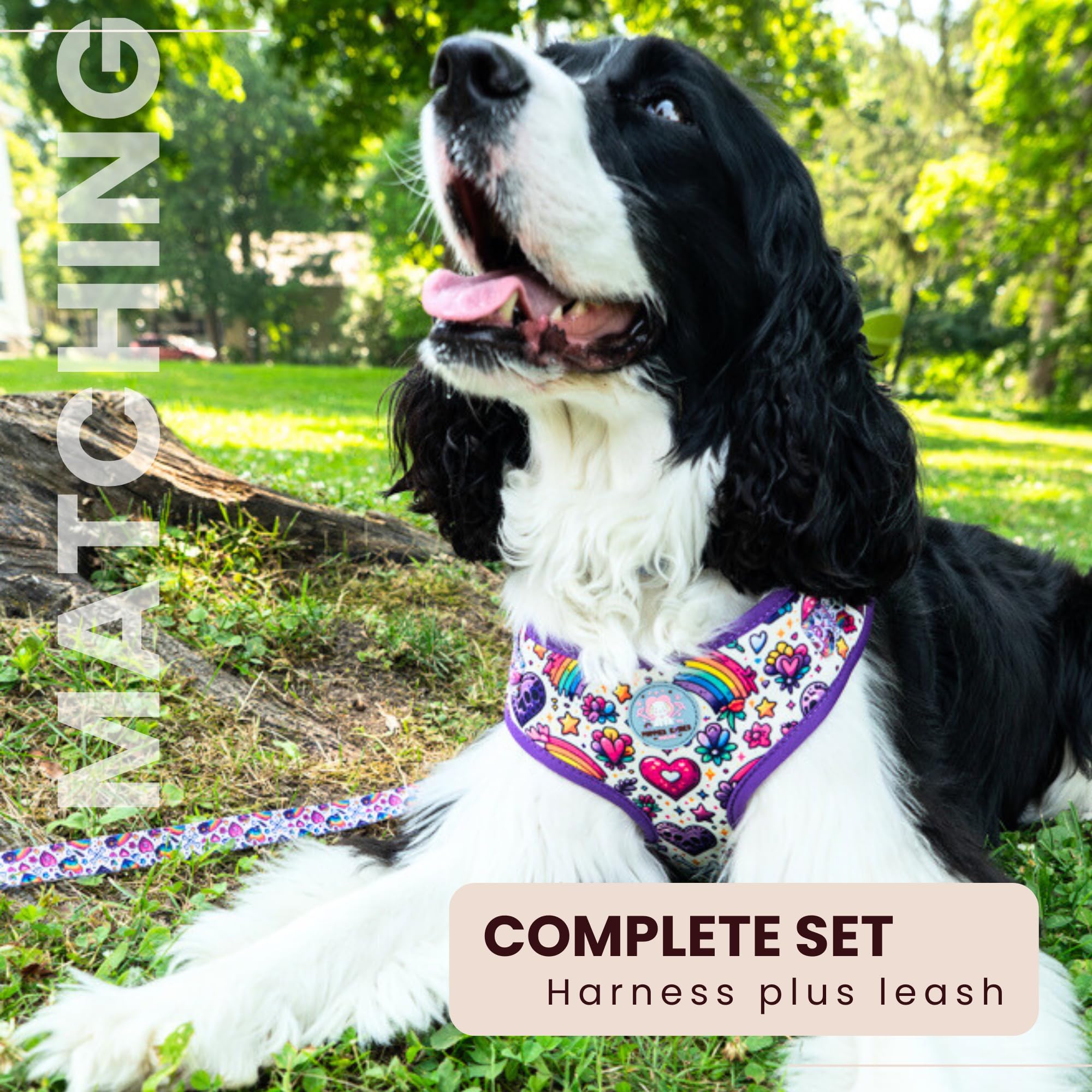 Dog wearing a colorful harness and leash in a park setting