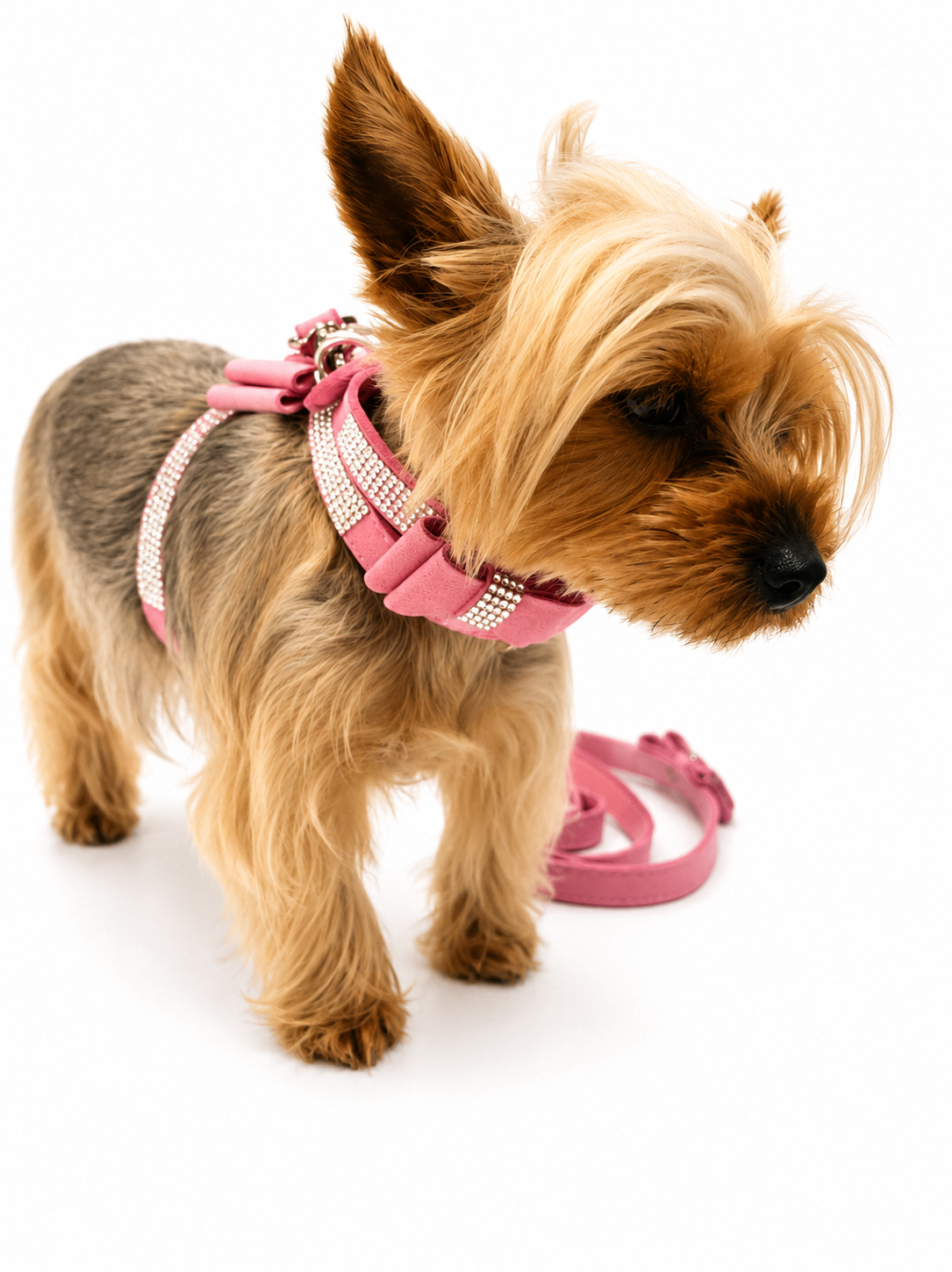 A small tan and gray dog wearing a pink harness and matching leash with rhinestone trim, photographed on a clean white background.