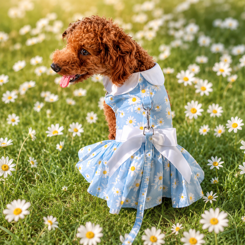 Blue Daisy Dog Dress with Matching Leash