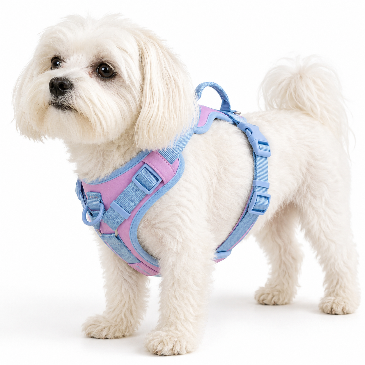 Splicing Colors No-Pull Dog Harness – Breathable Adjustable Vest for Small to Large Dogs