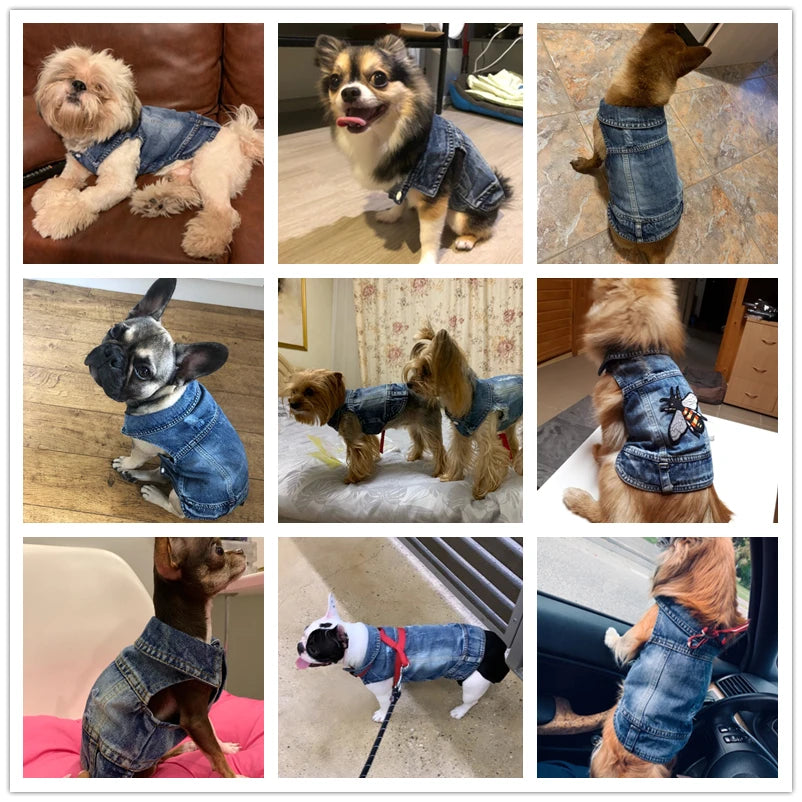 A 3x3 collage showing a small dog wearing a denim-style pet jacket in multiple home and car environments. The dog appears in several poses and breeds, but the product being demonstrated is the blue denim pet jacket.