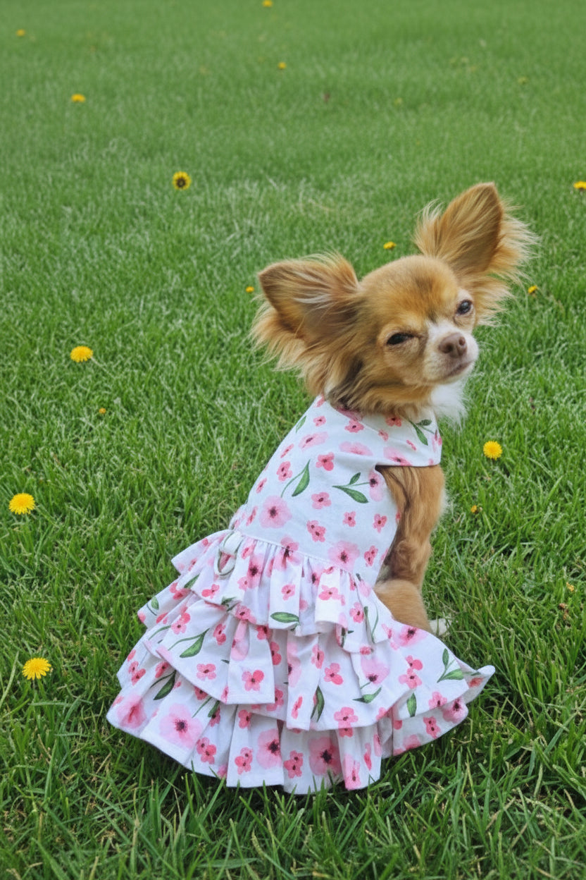 Small dog wearing a floral dress standing on grass with dandelions.