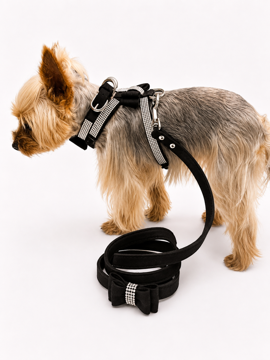 A small Yorkshire Terrier wearing a black harness with silver rhinestone trim and a matching black leash on a white studio background.