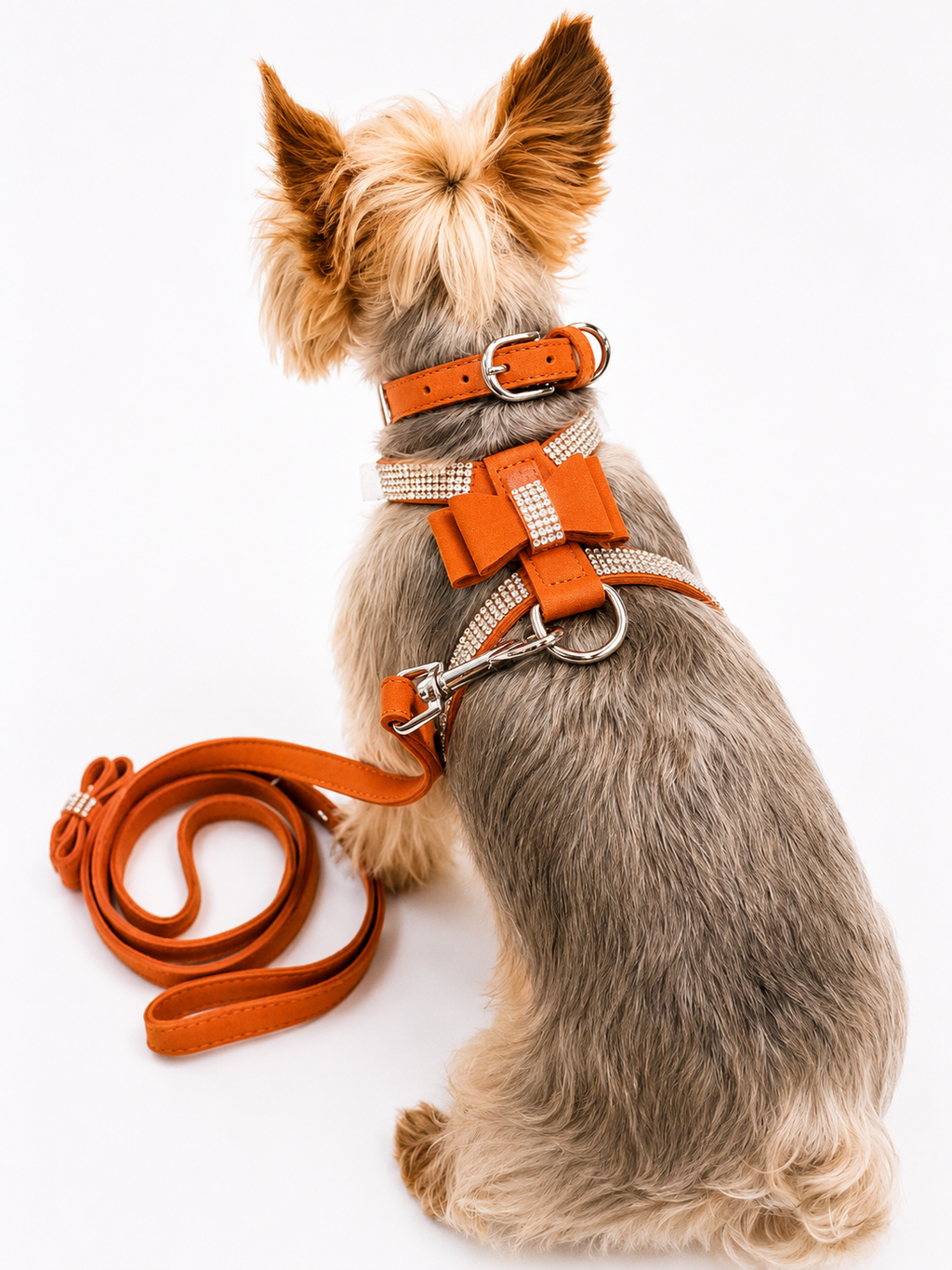A small dog shown from behind wearing an orange harness with a matching leash on a plain white background.