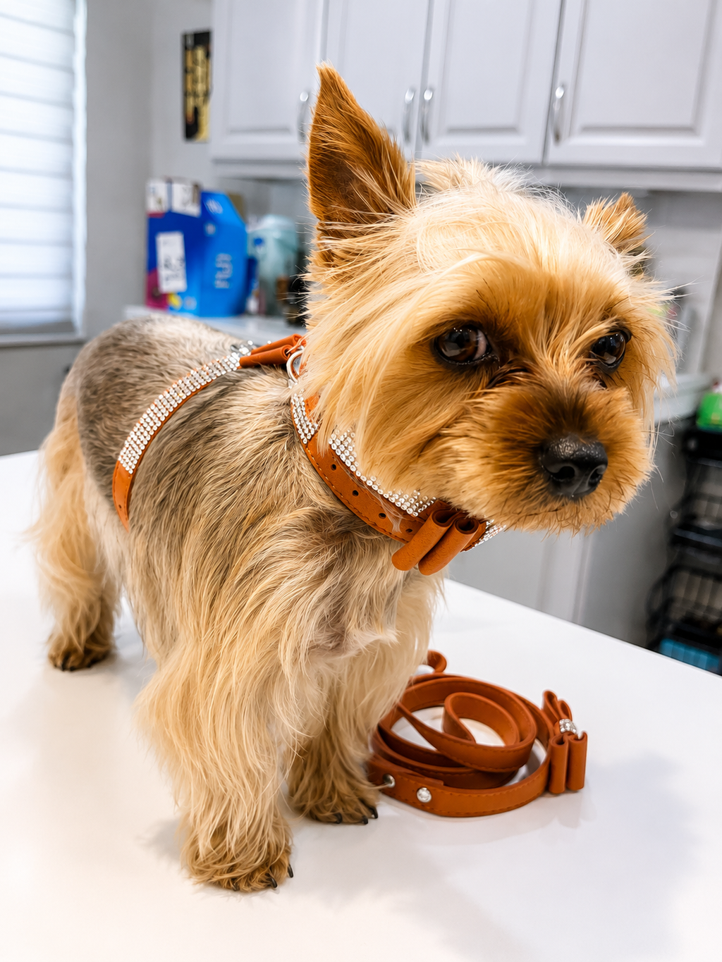 A small tan and gray dog stands on a white countertop wearing a brown leather harness and matching collar, with a matching leash placed in front. The background shows a kitchen interior with white cabinets and some household items.
