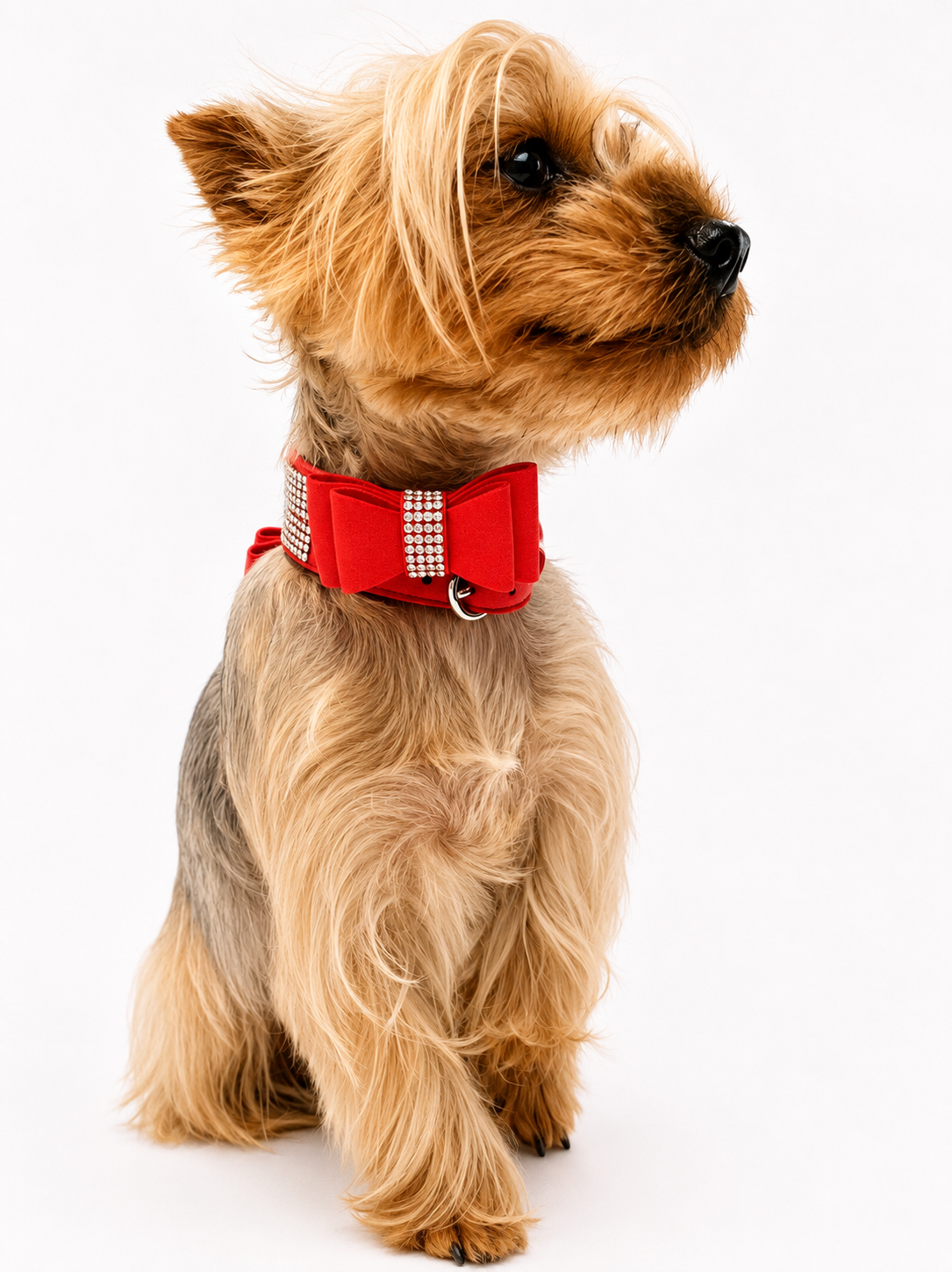 A small Yorkshire Terrier dog wearing a bright red collar with a large bow and rhinestone trim, photographed against a clean white background.