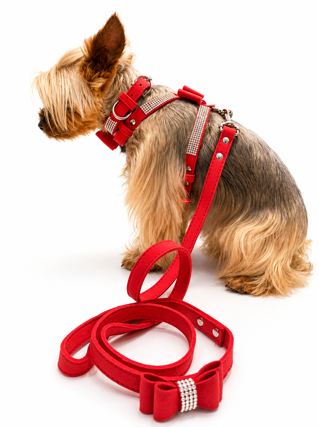 A small Yorkshire Terrier wearing a red harness and matching leash with a bow detail, photographed on a clean white background.