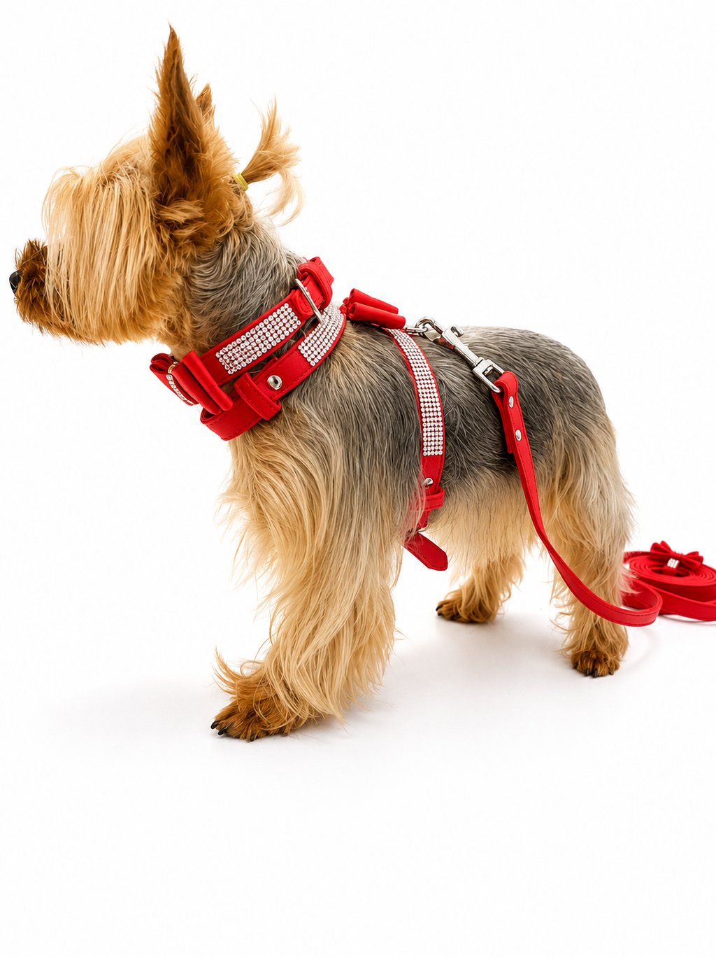 A small Yorkshire Terrier dog wearing a red harness with silver rhinestone trim and a matching red leash, photographed on a clean white studio background.