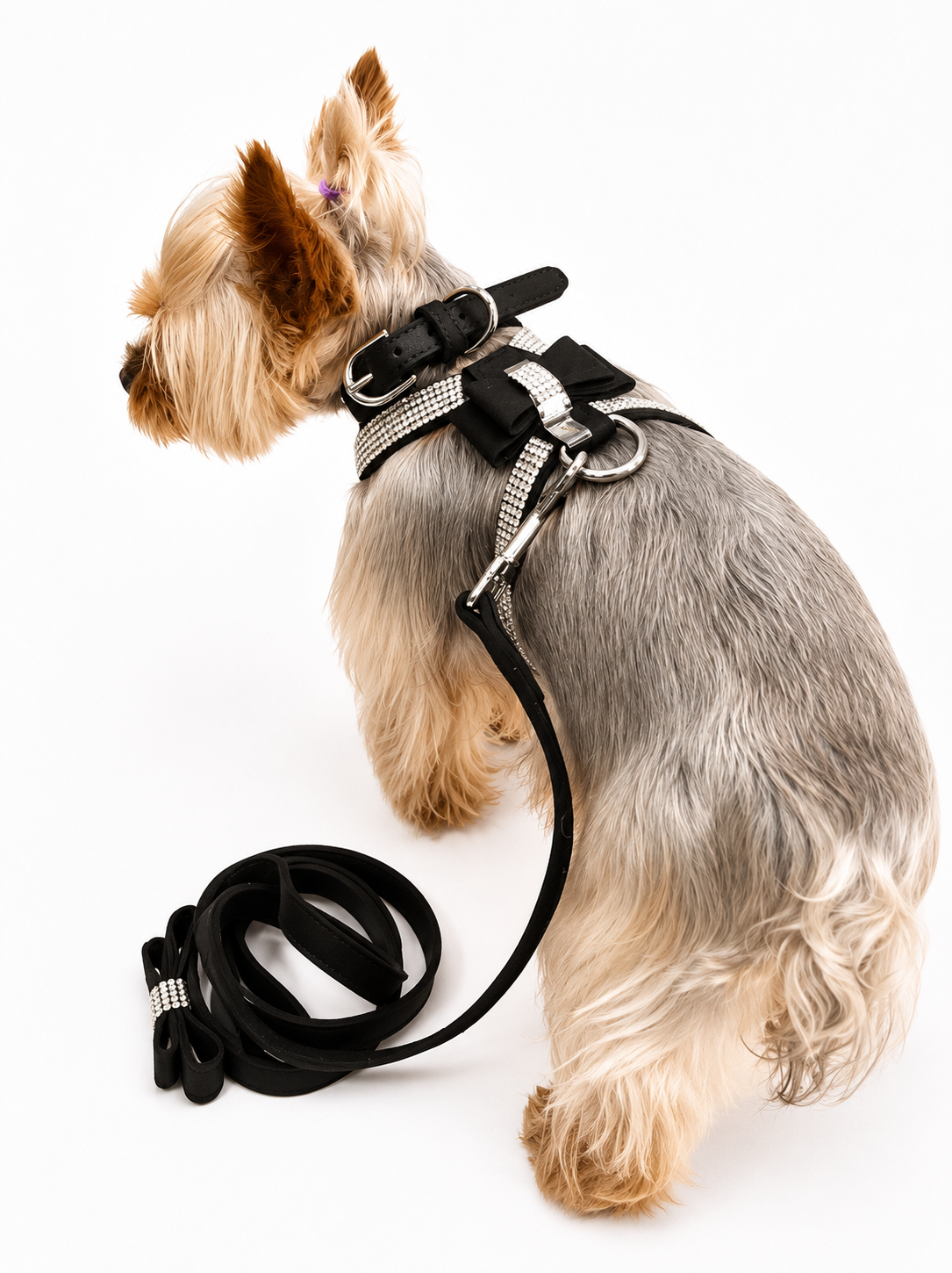 A small Yorkshire Terrier dog wearing a black harness with silver rhinestone trim and a matching black leash, photographed on a clean white background.