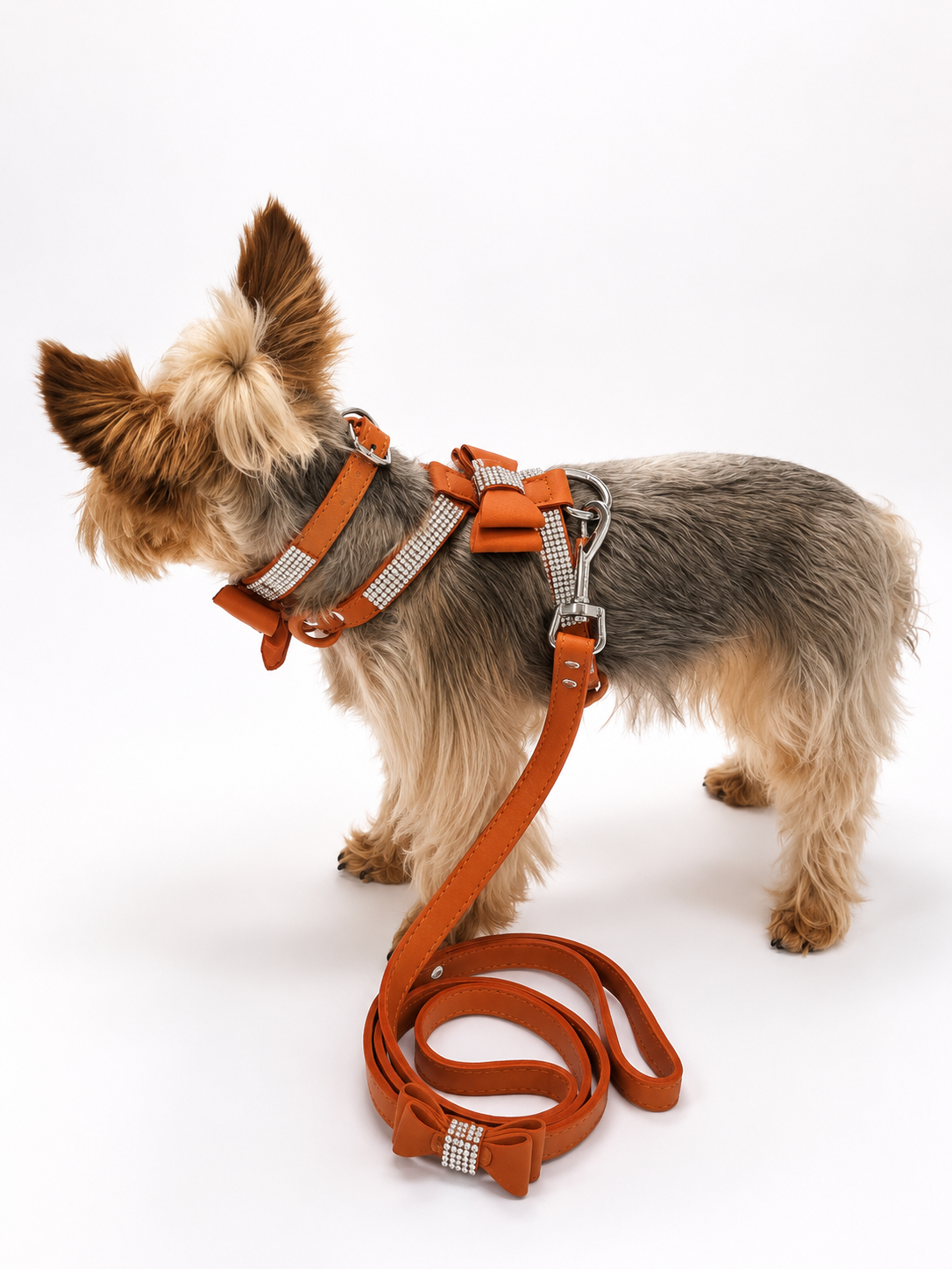 A small Yorkshire terrier dog wearing an orange and silver dog harness with a matching orange leash, photographed against a seamless white studio background.