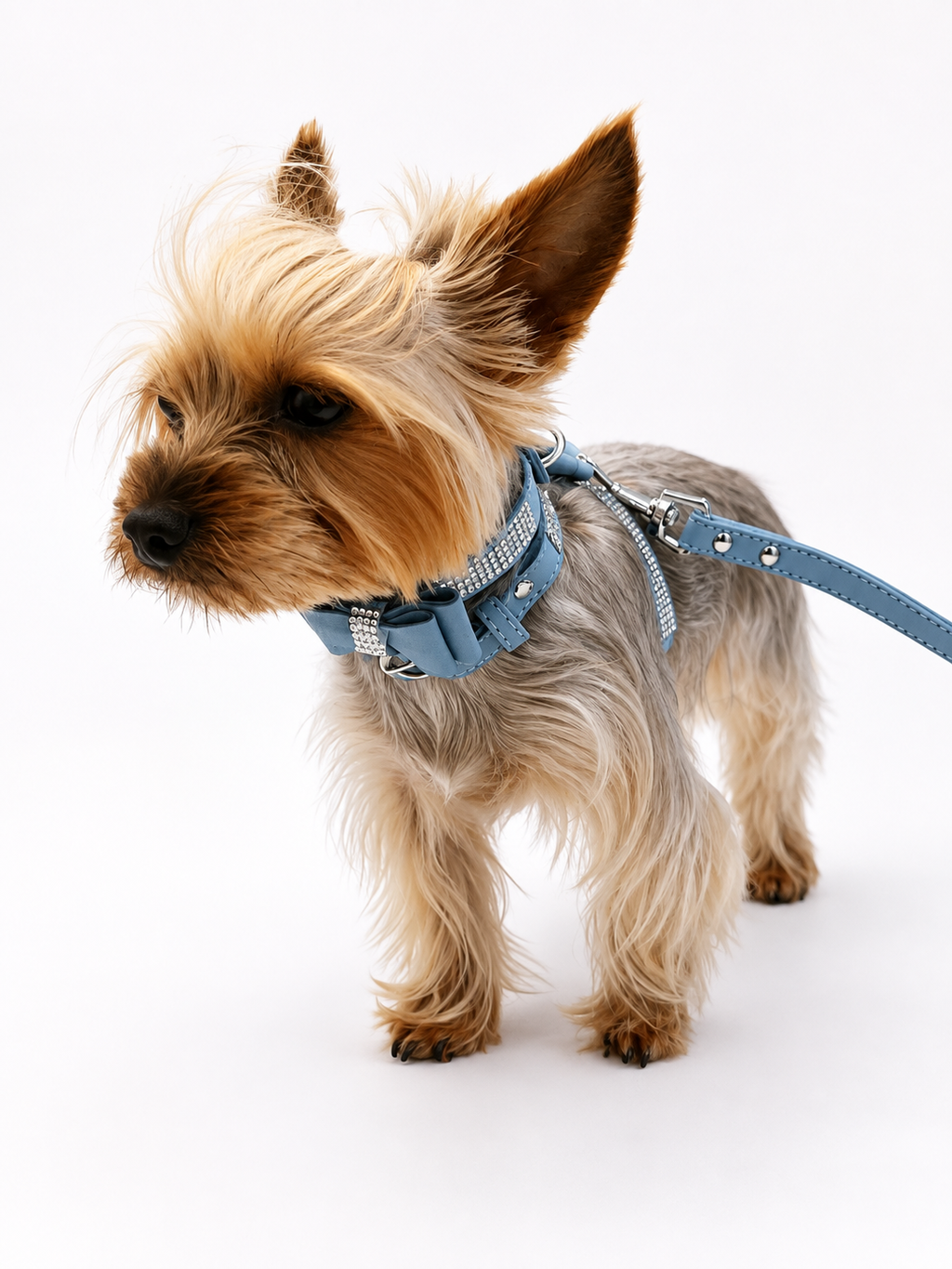 A small tan and gray dog wearing a light blue harness and matching leash, photographed on a clean white studio background.