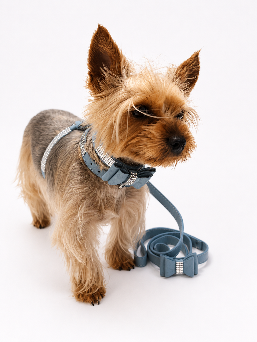 A small Yorkshire Terrier dog wearing a blue-gray harness and matching leash with silver rhinestone accents, photographed on a clean white studio background.
