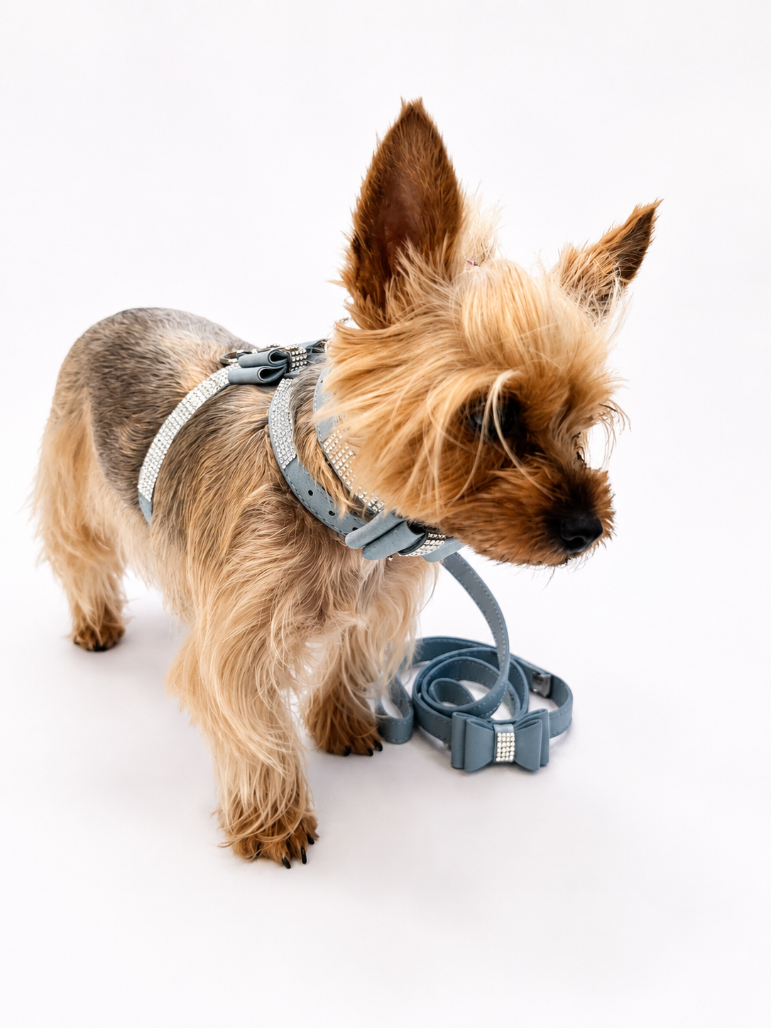 A small tan and gray dog standing on a white studio background wearing a gray harness and matching leash.