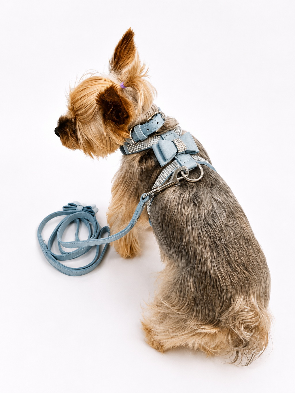A small Yorkshire Terrier dog wearing a light blue harness and leash, sitting on a clean white background.