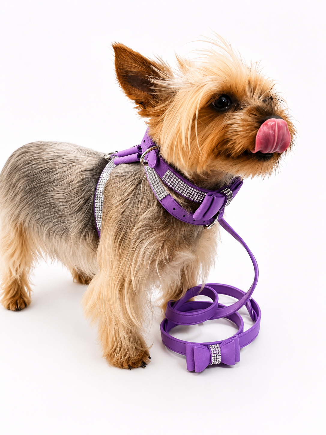A small Yorkshire Terrier dog wearing a purple harness and matching leash with silver rhinestone trim, photographed on a clean white background.