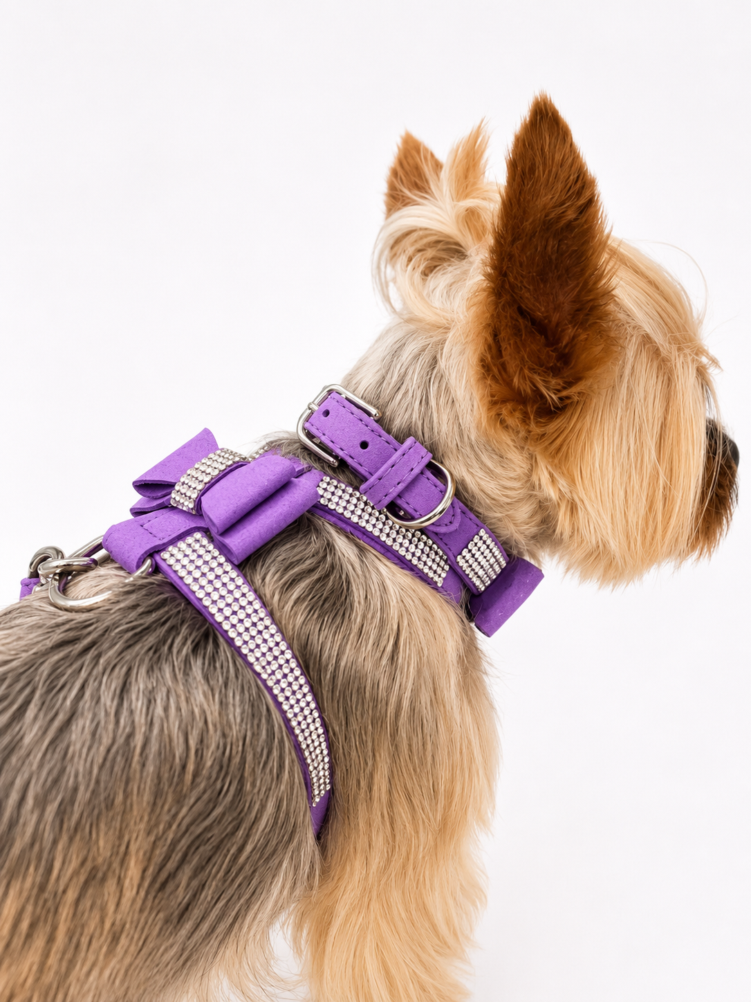 A small dog shown from the side and back wearing a purple harness with silver rhinestone trim, photographed against a clean white background.
