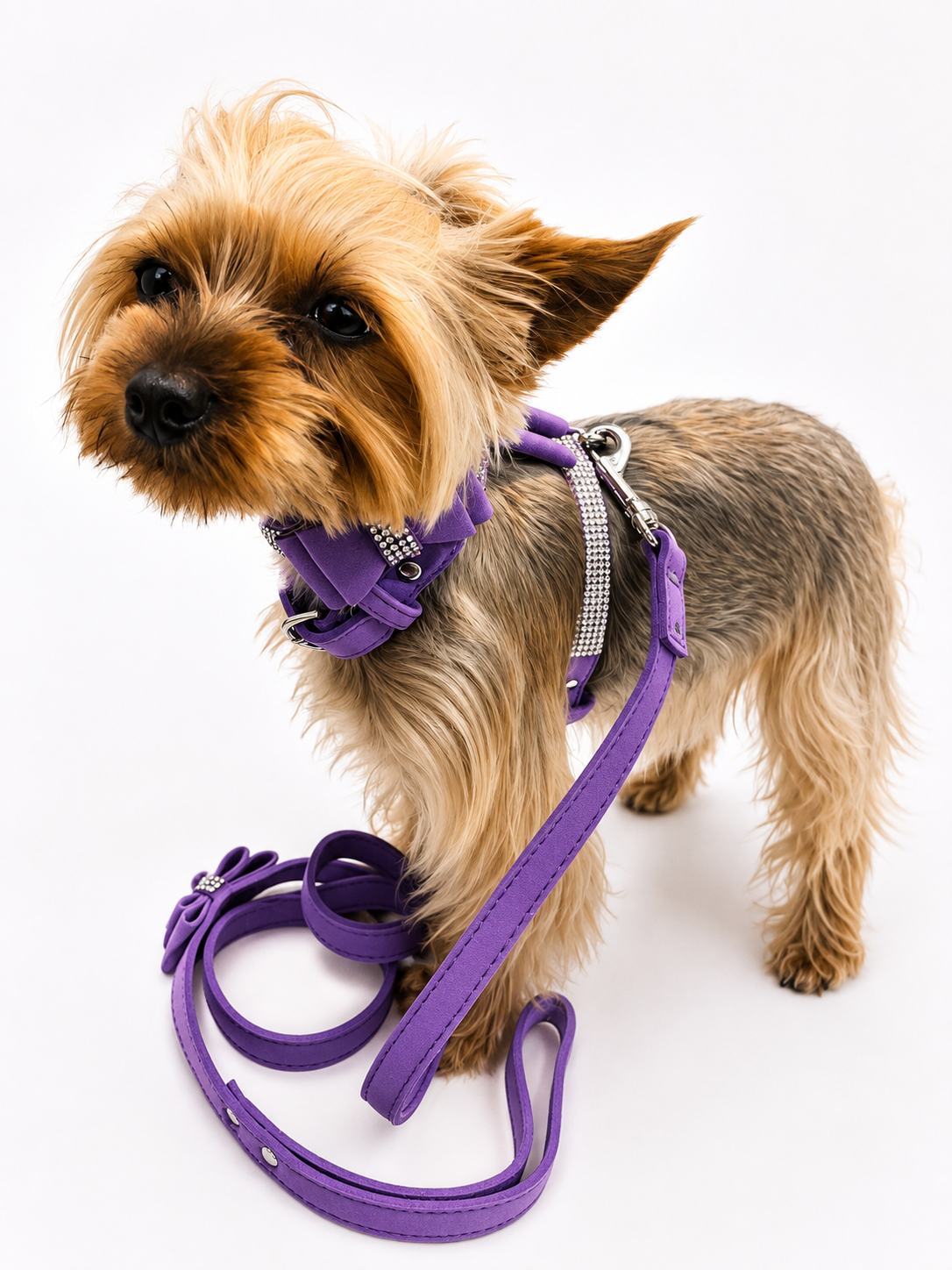 A smallYorkie Terrier dog wearing a purple harness with a matching purple leash, photographed on a clean white background.