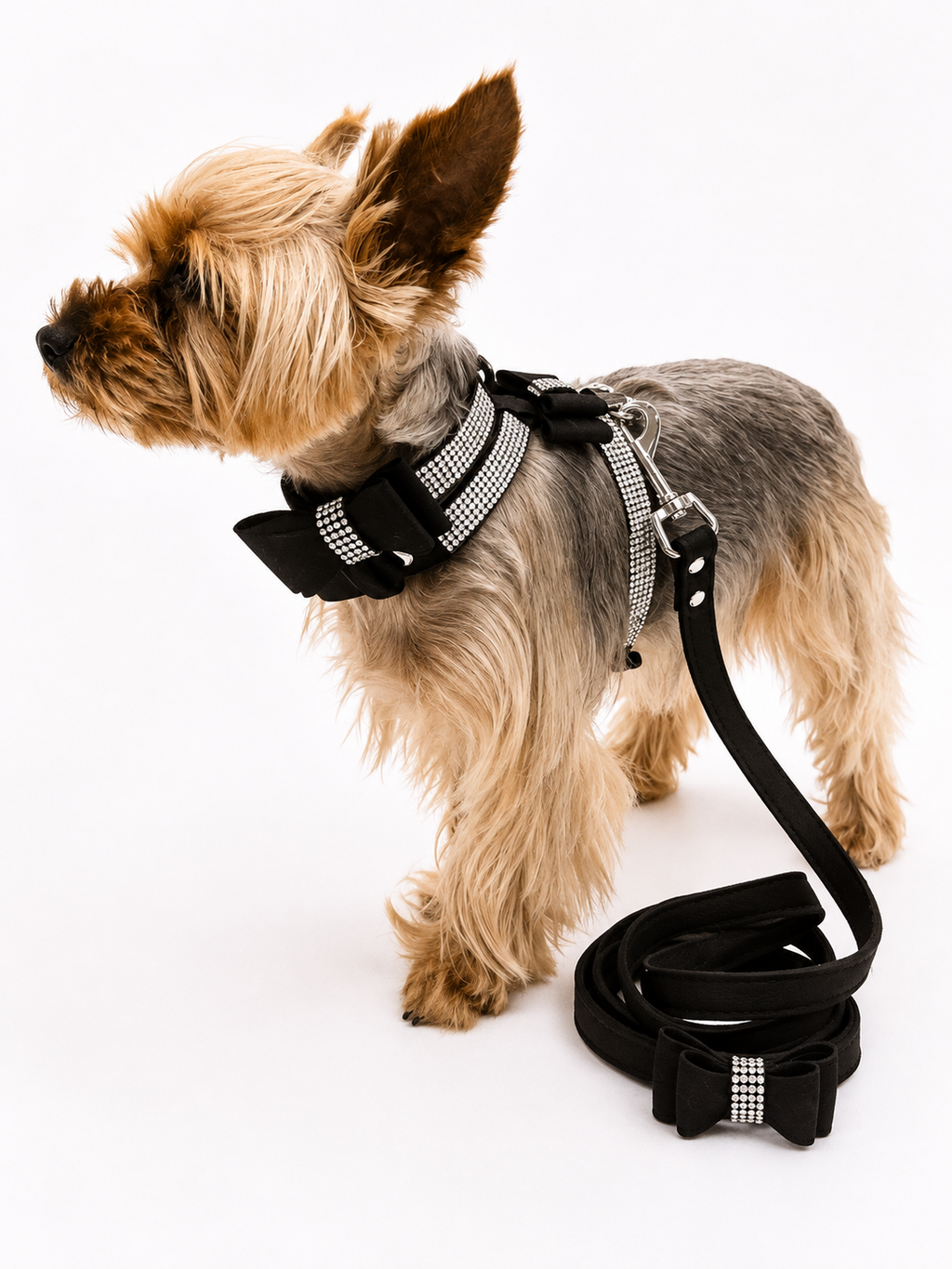 A small Yorkshire Terrier dog wearing a black harness with silver rhinestone accents and a matching black leash on a white studio background.