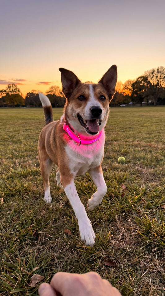 Dog wearing a pink LED collar in a grassy field at sunset