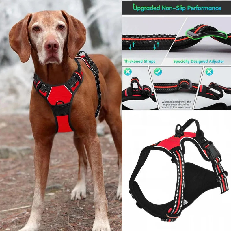 Dog wearing a red and black harness with close-up details on a blurred background