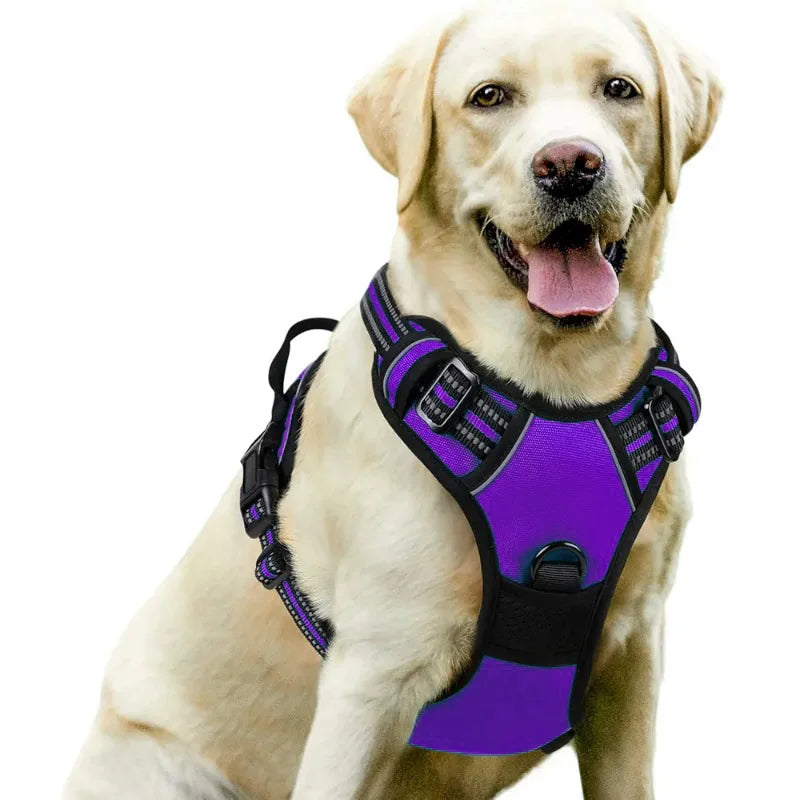 Dog wearing a purple harness on a white background