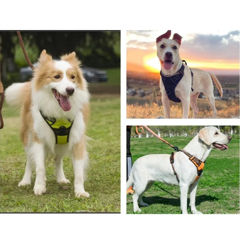Three dogs wearing different dog harnesses in outdoor settings.