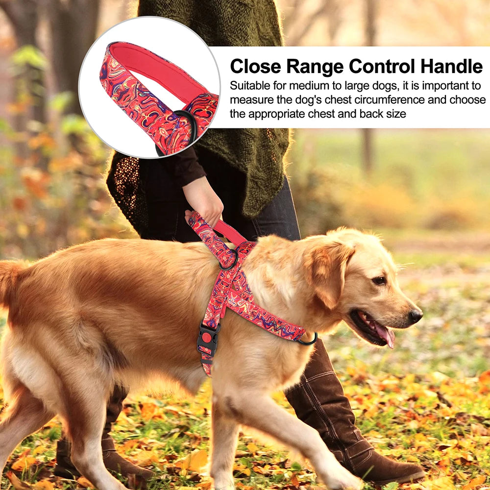 Dog walking outdoors with a close range control handle, suitable for medium to large dogs.
