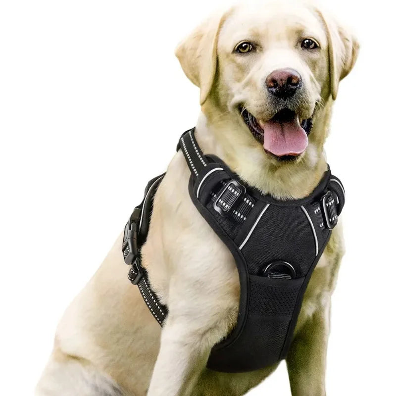 Dog wearing a black harness on a white background