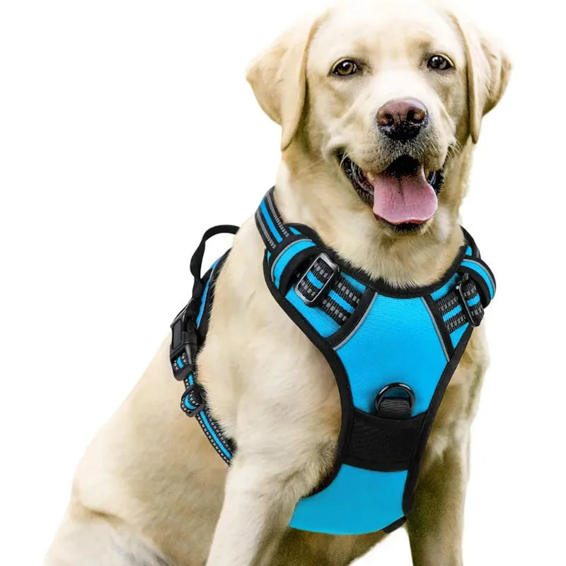 Dog wearing a blue harness on a white background