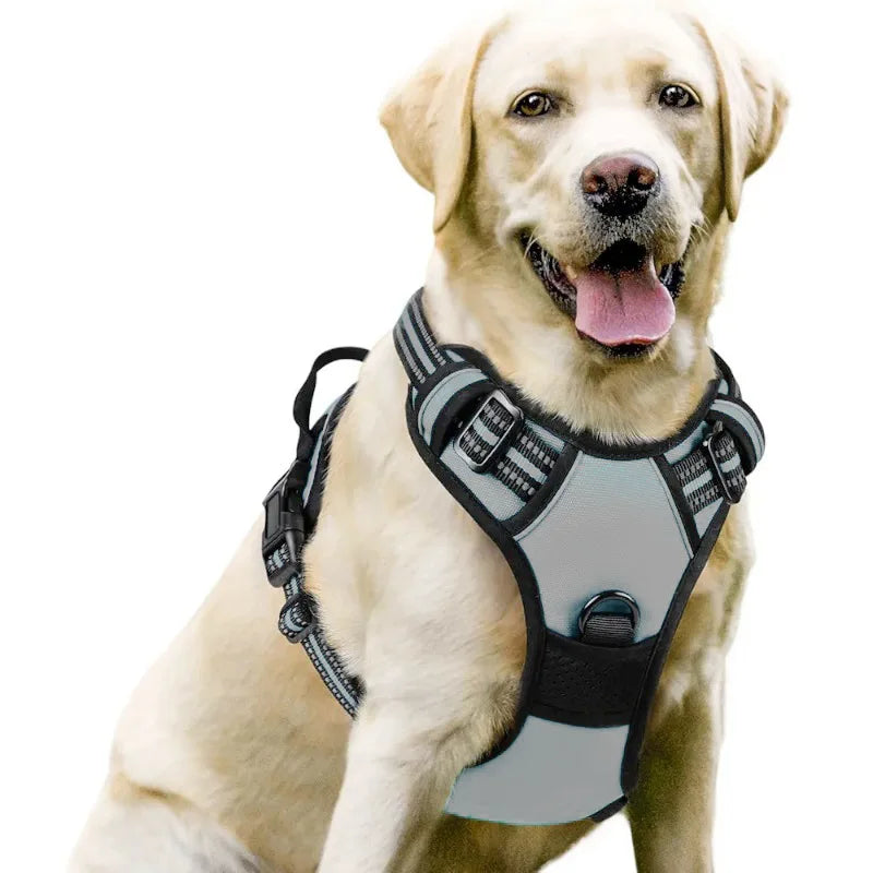 Dog wearing a gray harness on a white background