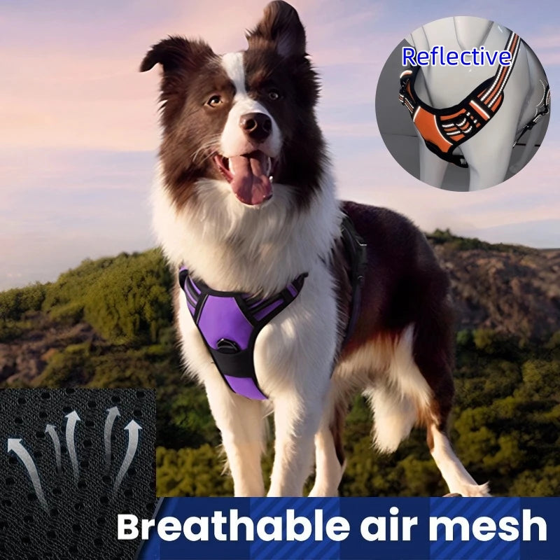 Dog wearing a purple harness with a scenic background