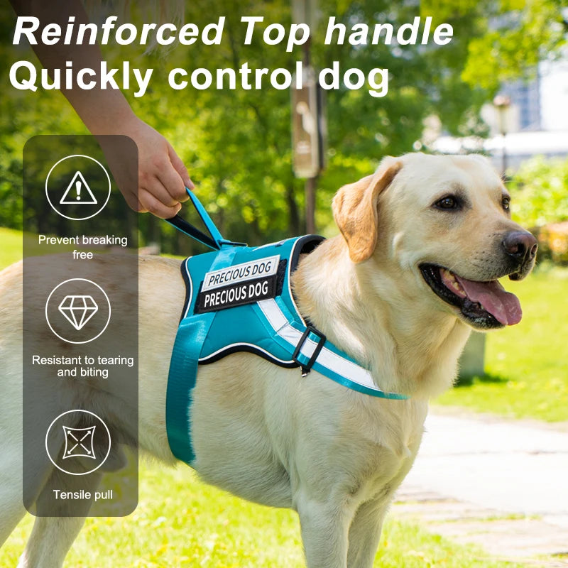 Dog wearing a blue harness with text about its features, outdoors.