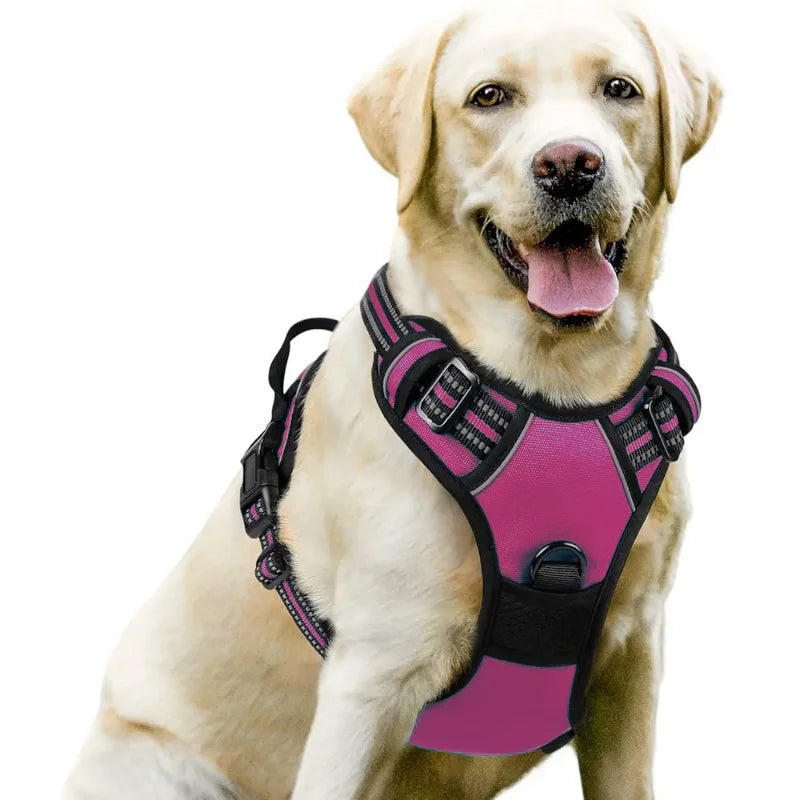 Dog wearing a pink harness on a white background