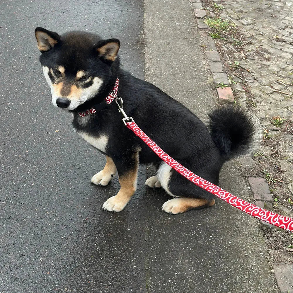 Free Engraving Dog Collar with ID Tag – Comfortable & Wearable for Medium to Large Dogs