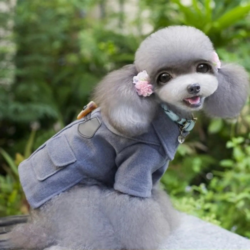 Small dog wearing a gray outfit with a floral accessory outdoors