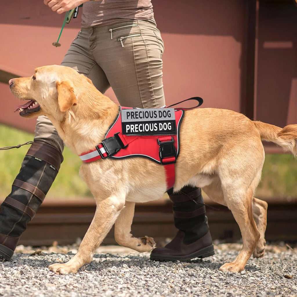 Dog wearing a 'In Training Service Dog' vest with a person partially visible
