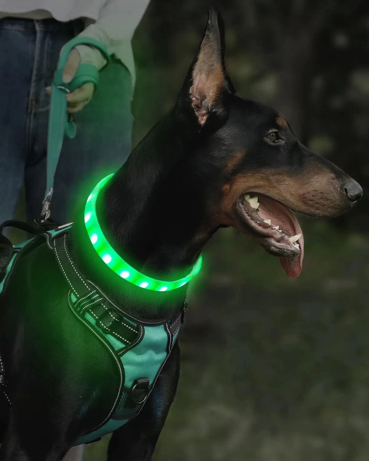 USB Rechargeable RGB LED Dog Collar