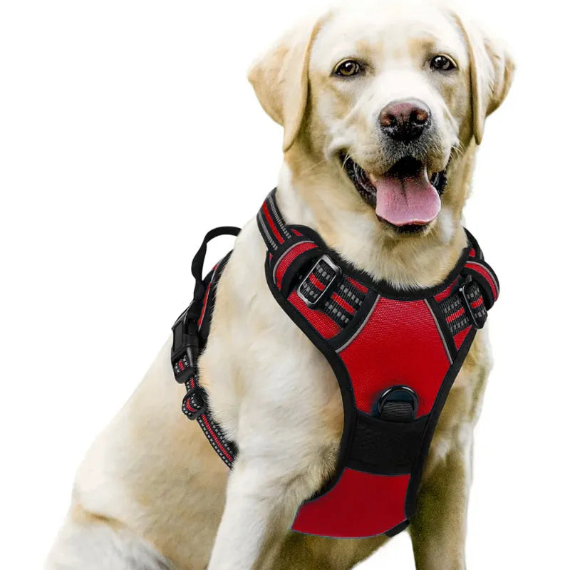 Dog wearing a red and black harness on a white background