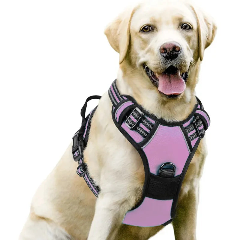 Dog wearing a pink harness on a white background