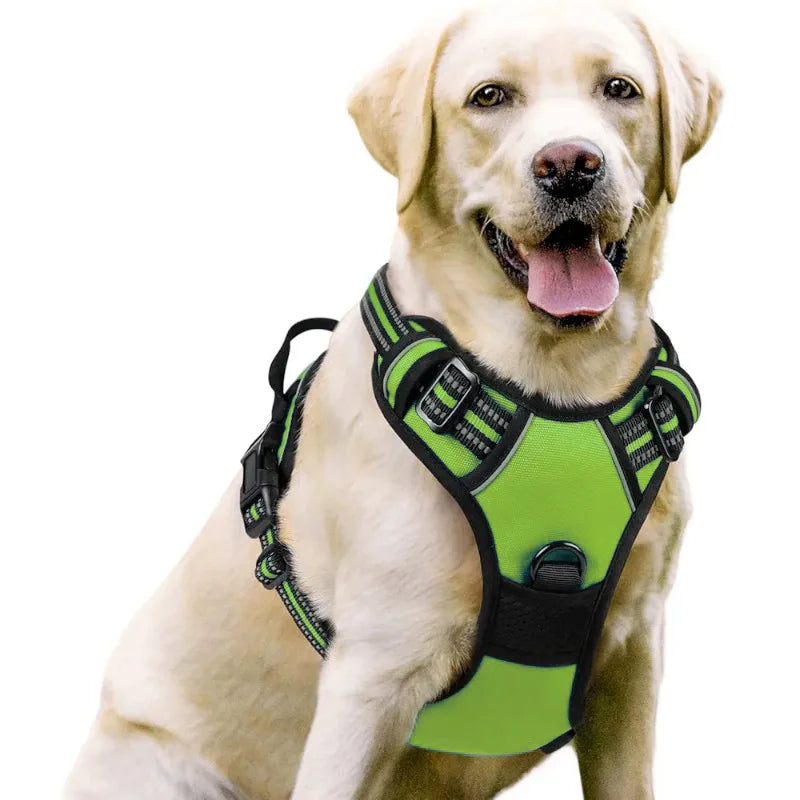 Dog wearing a green harness on a white background
