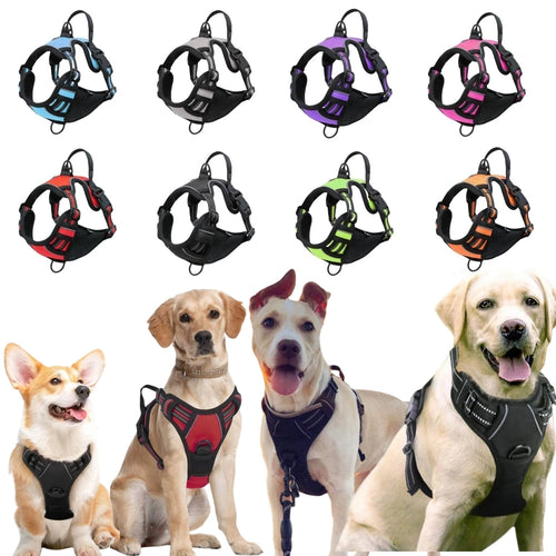 Collection of dog harnesses in various colors with three dogs wearing different harnesses.