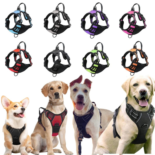 Collection of dog harnesses in various colors with three dogs wearing different harnesses.