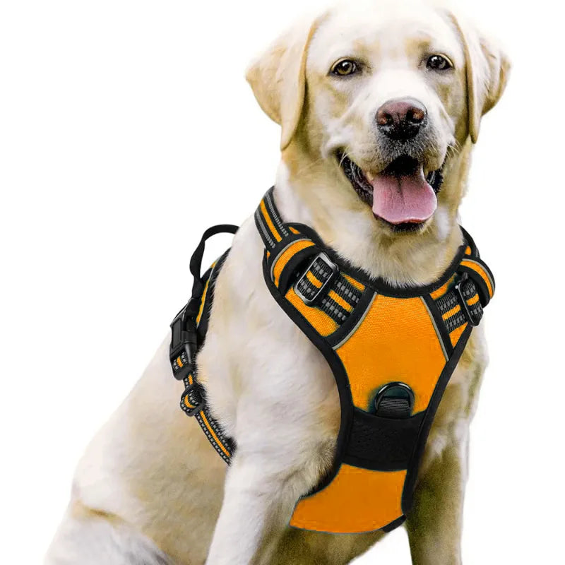 Dog wearing an orange harness on a white background