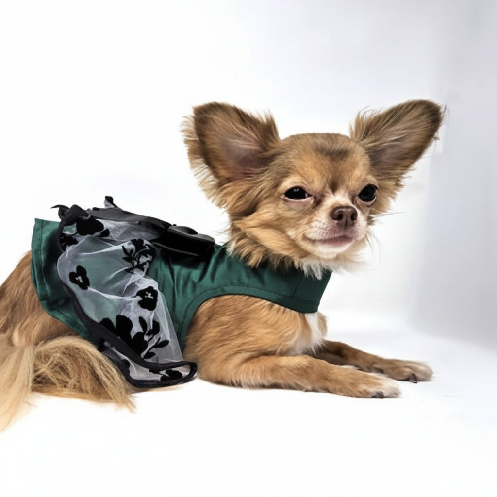 Small dog wearing a green shirt with black and white design on a white background