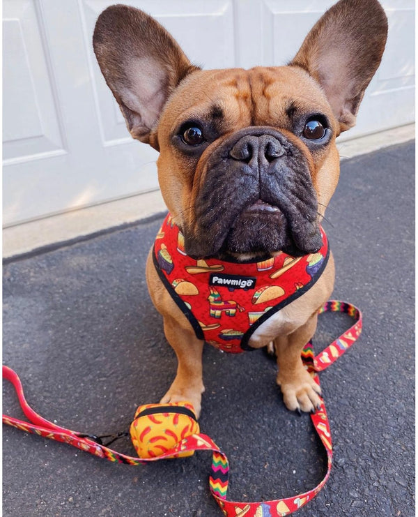 Treats & Chews