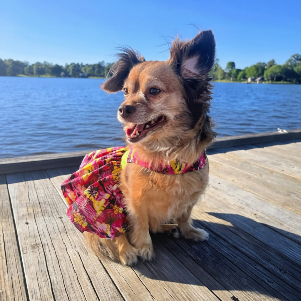 Dog wearing a colorful dress sitting on a wooden dock by a lake.